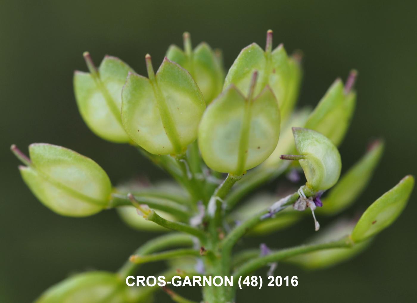 Candytuft, (Cut-leaved) fruit